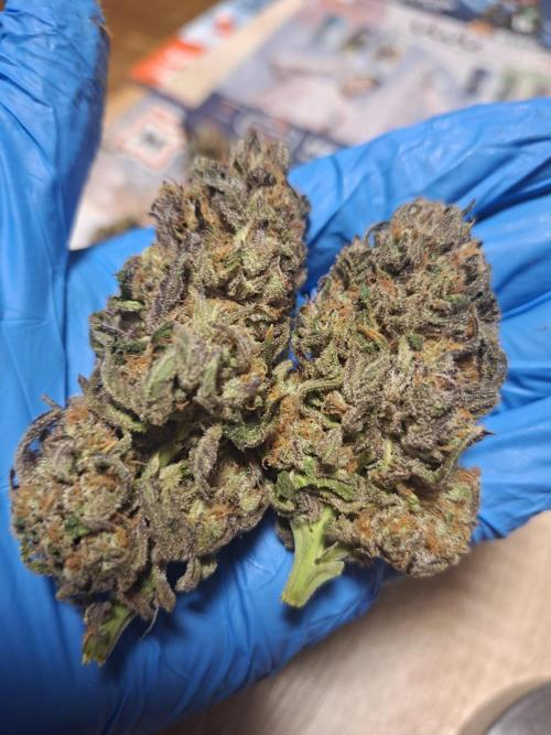 Papaya Sherbert 🌱🍧. Week 9