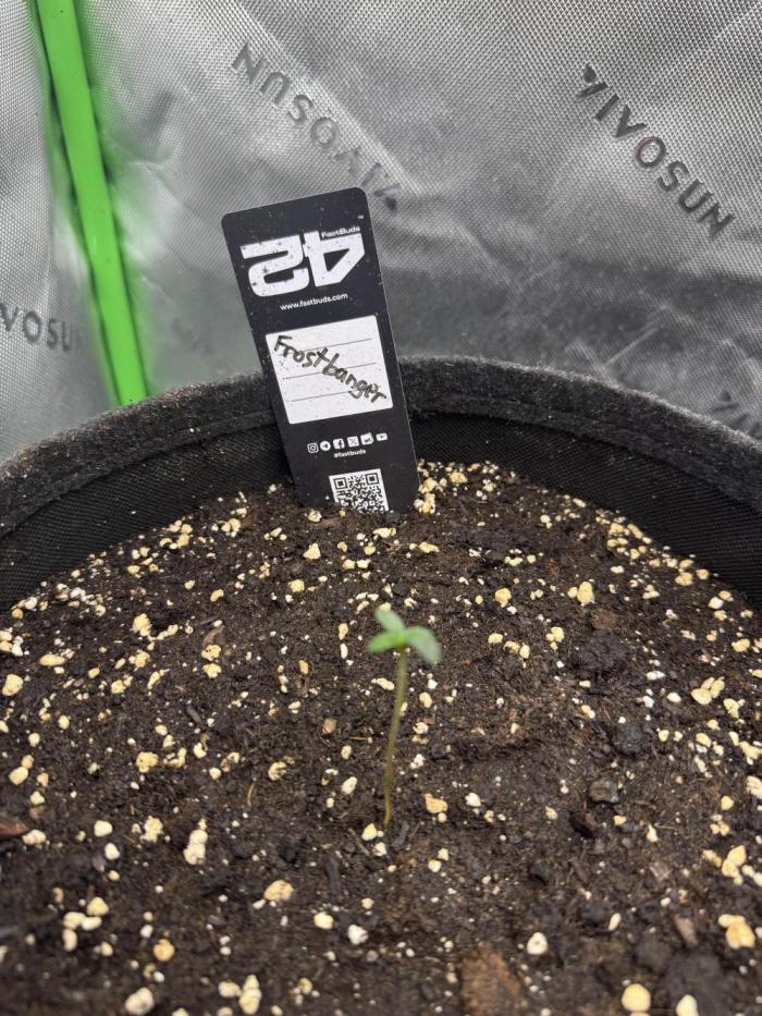 Frostbanger. Week 0 - Happy Birthday 