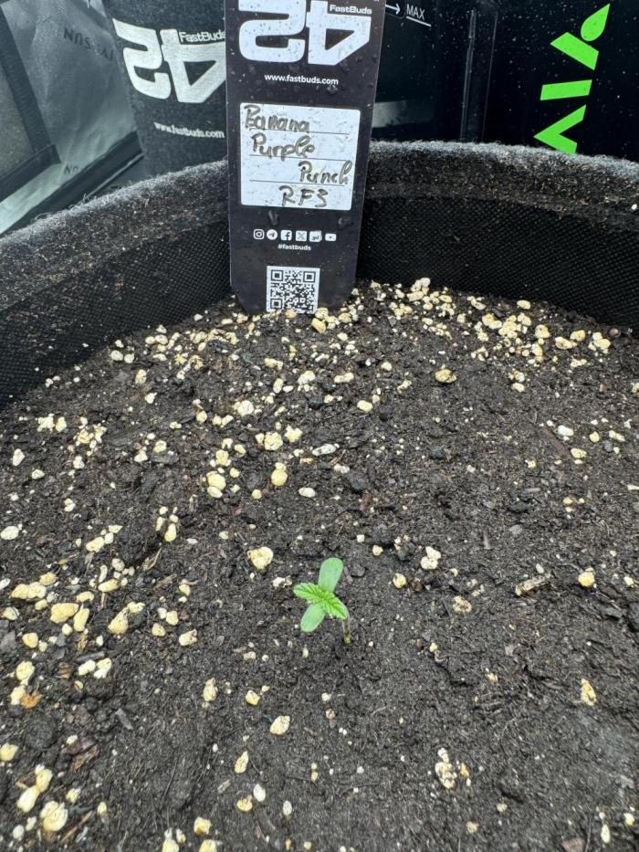 Banana Purple Punch RF3. Week 0 - Happy Birthday 