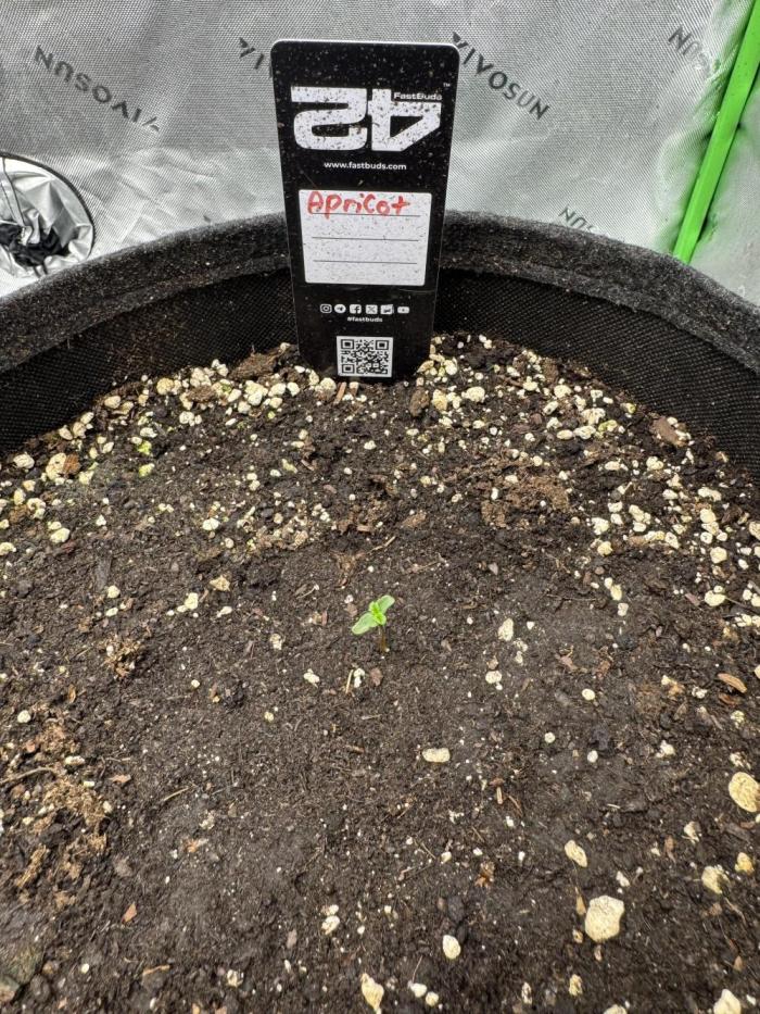 Apricot. Week 0 - Happy Birthday  