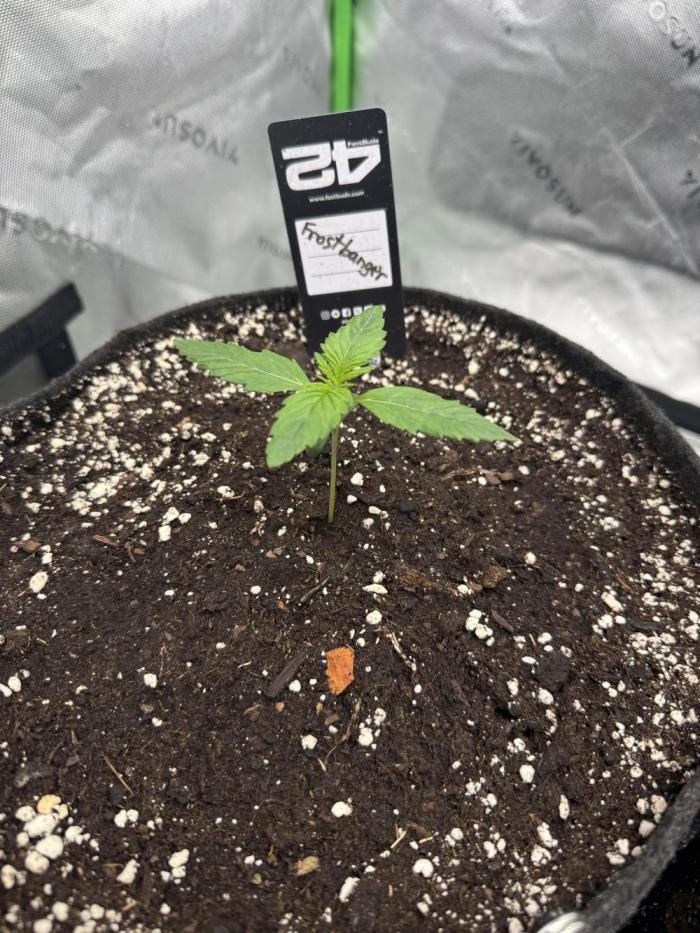 Frostbanger. Week 1 - Week 1