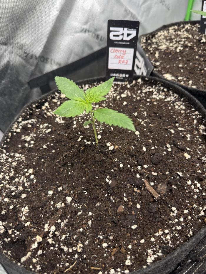 Cherry Cola RF3. Week 1 - Week 1