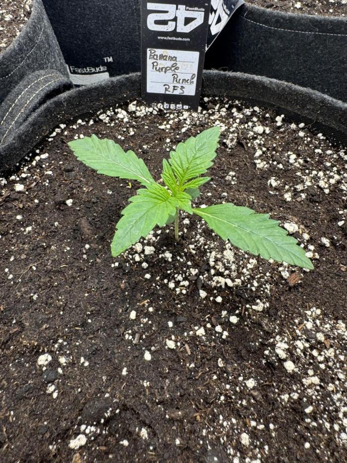 Banana Purple Punch RF3. Week 1 - Week 1