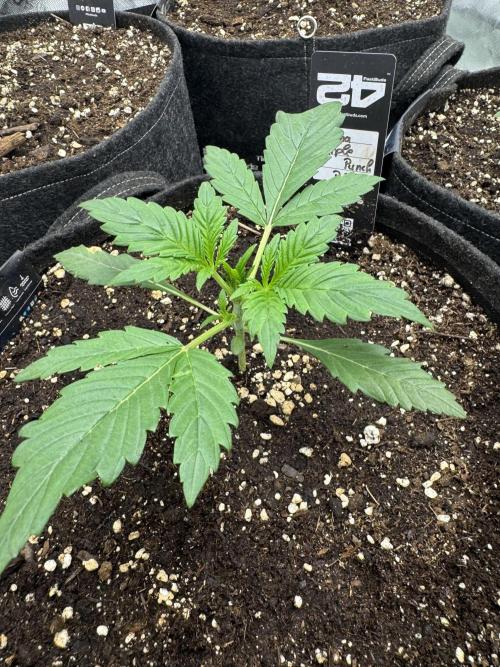 Banana Purple Punch RF3. Week 2