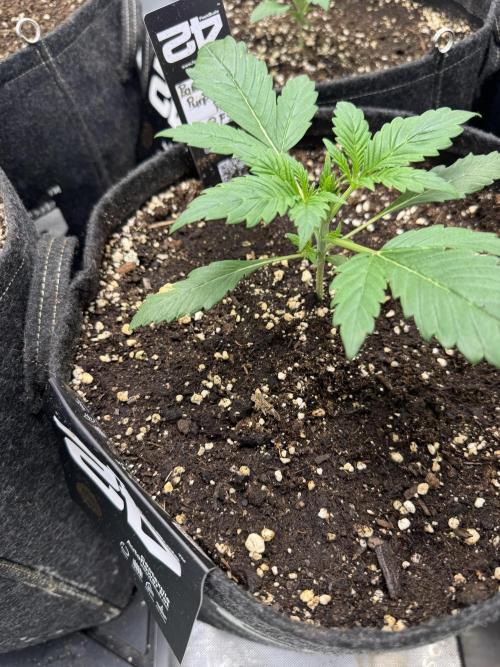 Banana Purple Punch RF3. Week 2