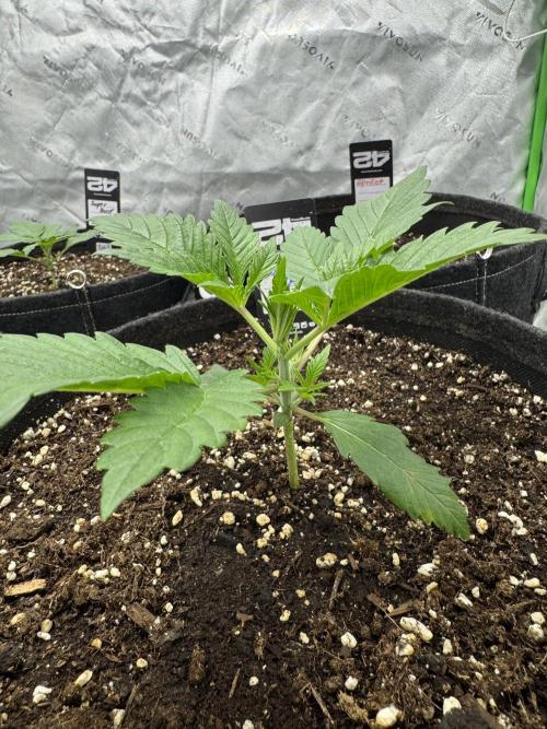 Banana Purple Punch RF3. Week 2