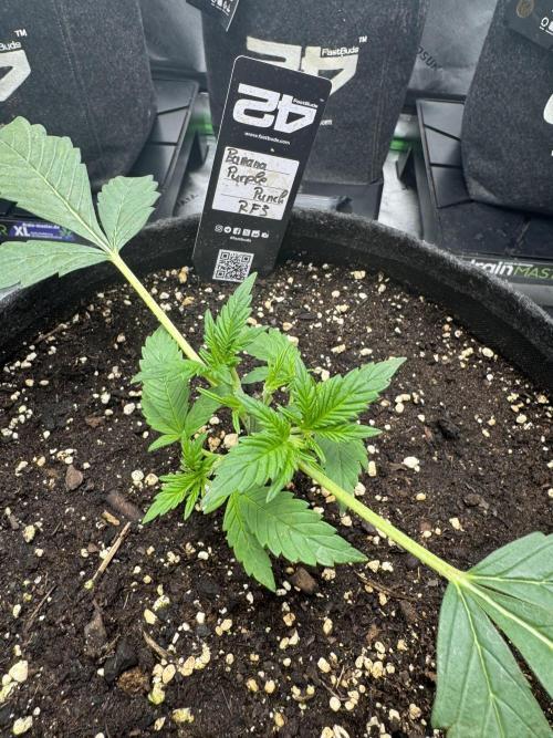 Banana Purple Punch RF3. Week 2
