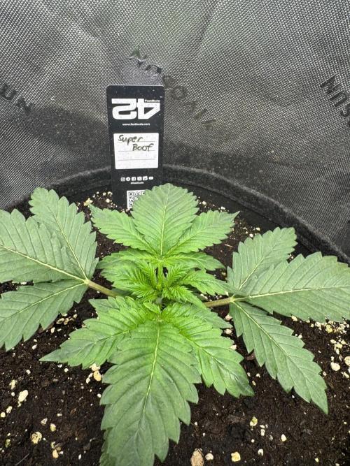 Super Boof 420. Week 2