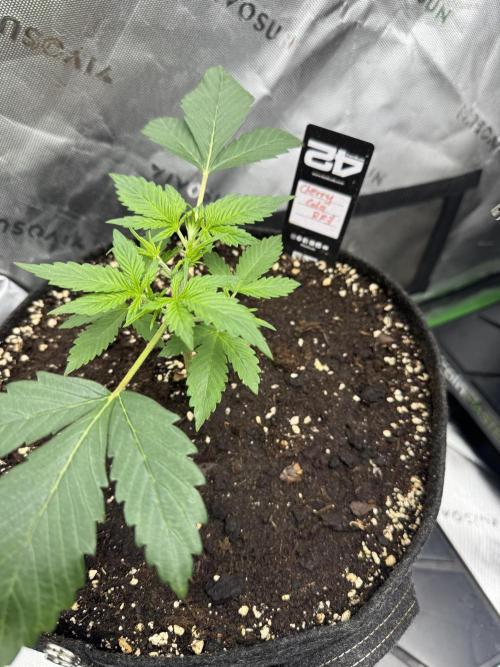 Cherry Cola RF3. Week 2