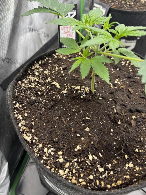 Cherry Cola RF3. Week 2