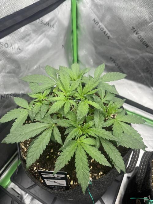 Frostbanger. Week 3