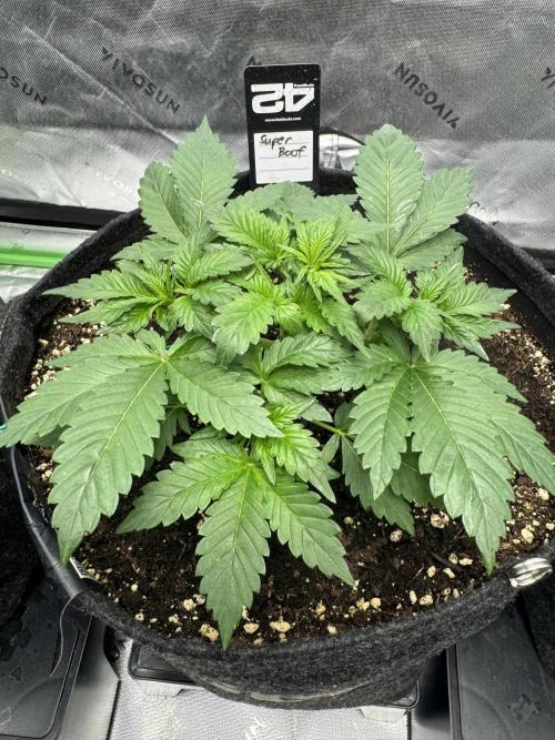 Super Boof 420. Week 3