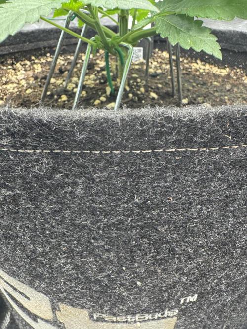 Super Boof 420. Week 3