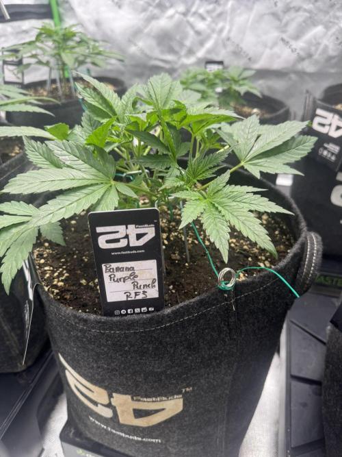 Banana Purple Punch RF3. Week 3