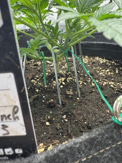 Banana Purple Punch RF3. Week 3