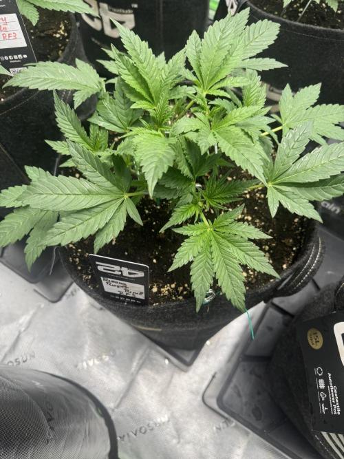 Banana Purple Punch RF3. Week 3