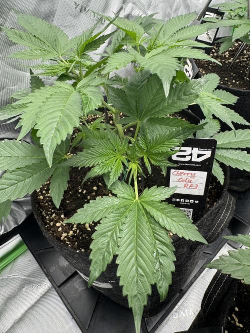 Cherry Cola RF3. Week 3