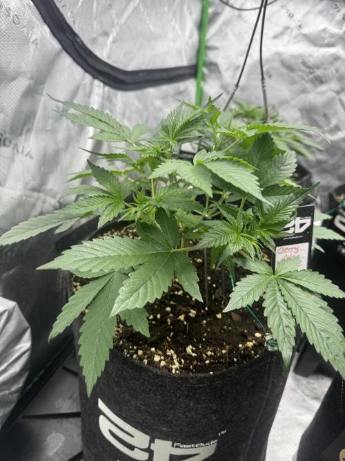 Cherry Cola RF3. Week 3