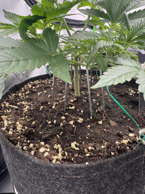 Cherry Cola RF3. Week 3