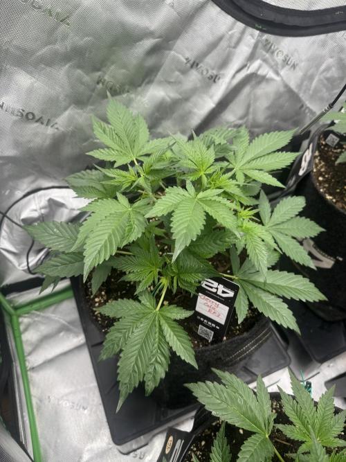 Cherry Cola RF3. Week 3