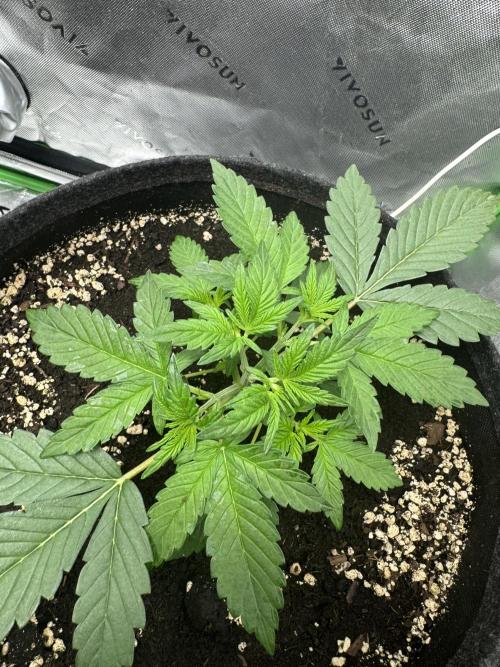 Apricot. Week 3