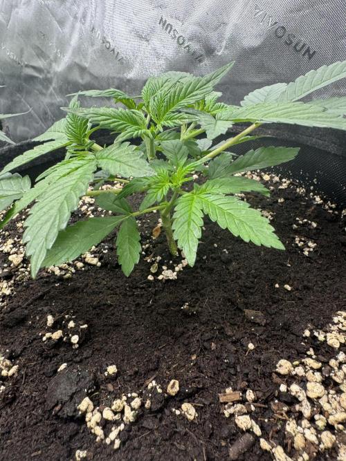 Apricot. Week 3