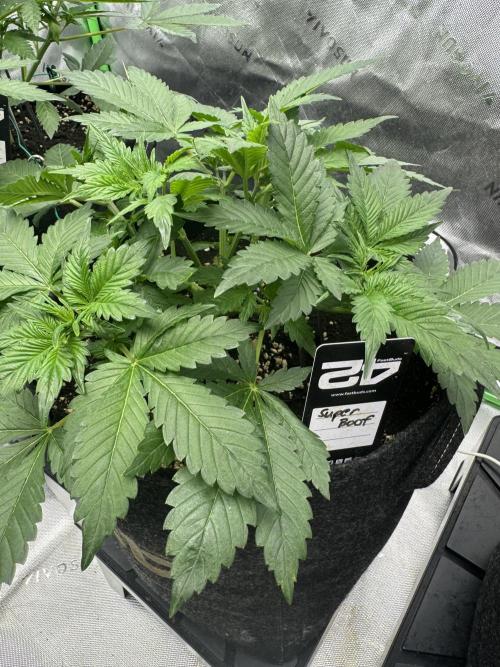 Super Boof 420. Week 4