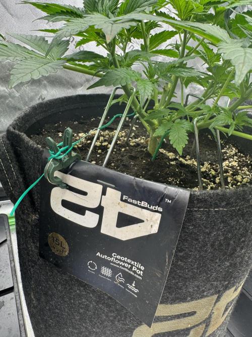 Super Boof 420. Week 4