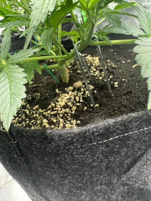 Super Boof 420. Week 4