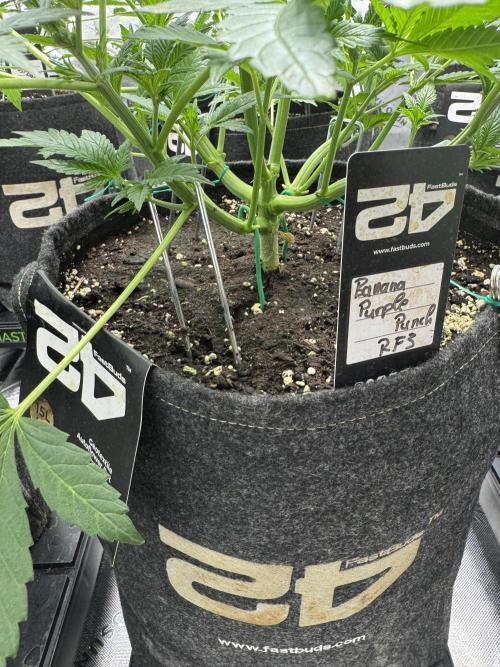 Banana Purple Punch RF3. Week 4