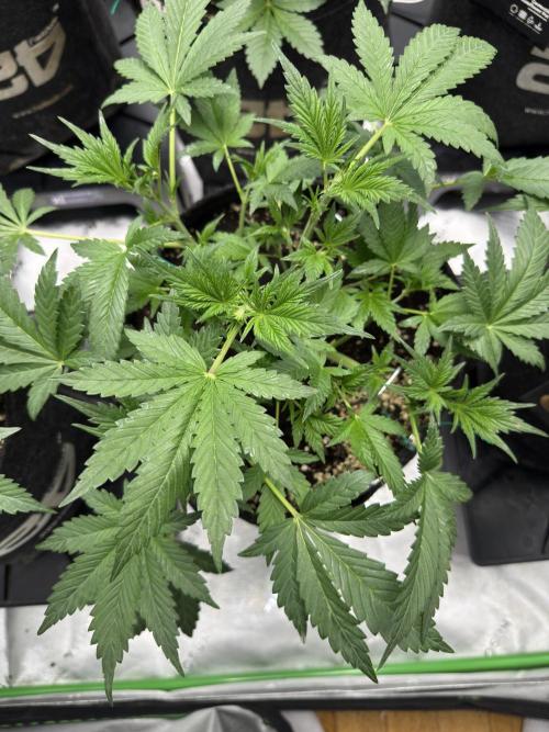 Banana Purple Punch RF3. Week 4