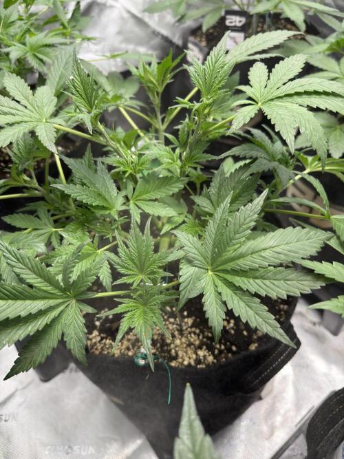 Banana Purple Punch RF3. Week 4