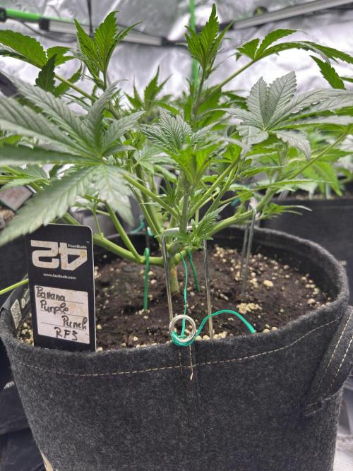 Banana Purple Punch RF3. Week 4