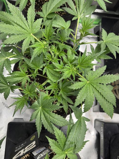 Banana Purple Punch RF3. Week 4