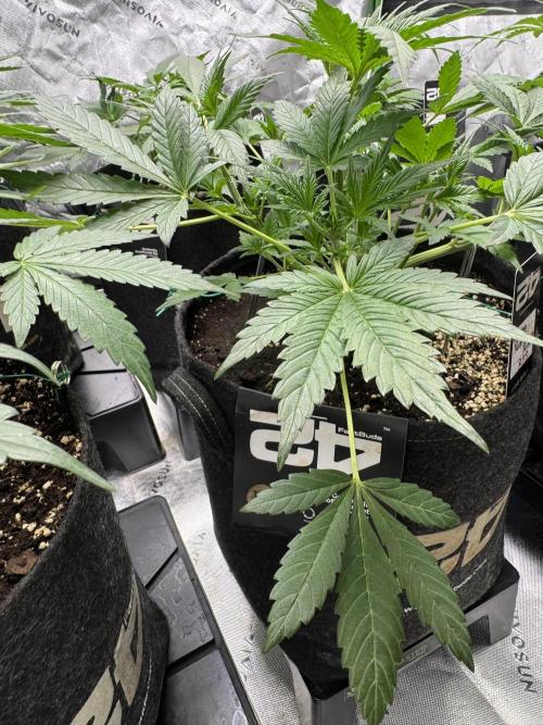 Banana Purple Punch RF3. Week 4