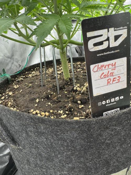 Cherry Cola RF3. Week 4