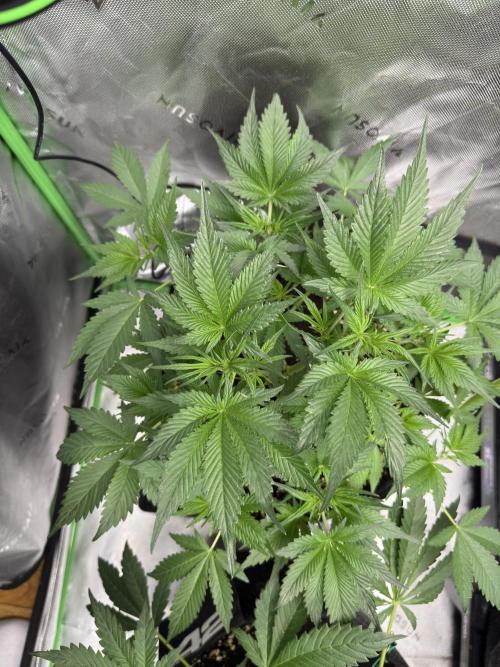 Cherry Cola RF3. Week 4