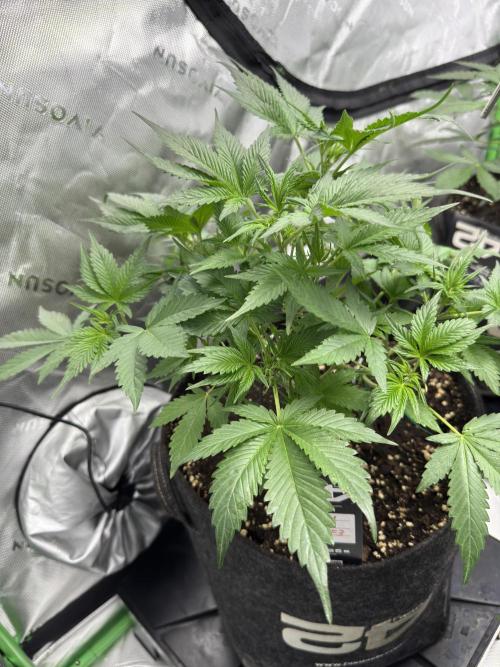 Cherry Cola RF3. Week 4