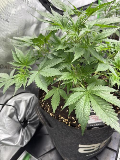 Cherry Cola RF3. Week 4