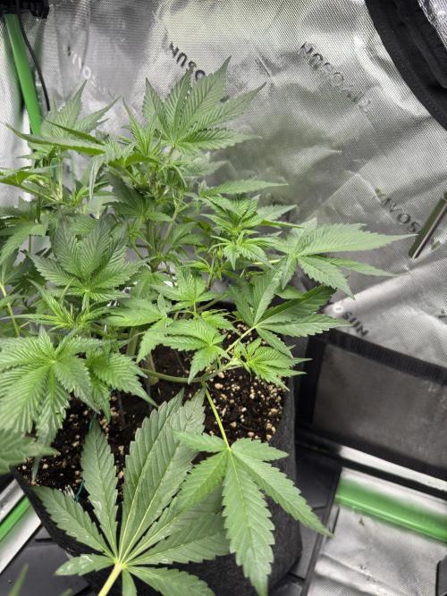 Cherry Cola RF3. Week 4