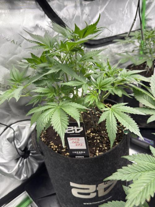 Cherry Cola RF3. Week 4