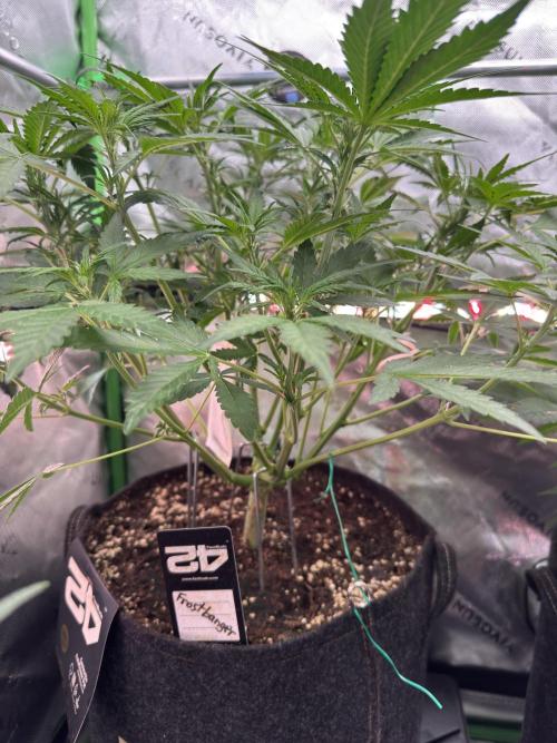 Frostbanger ❄️👊🏾. Week 5