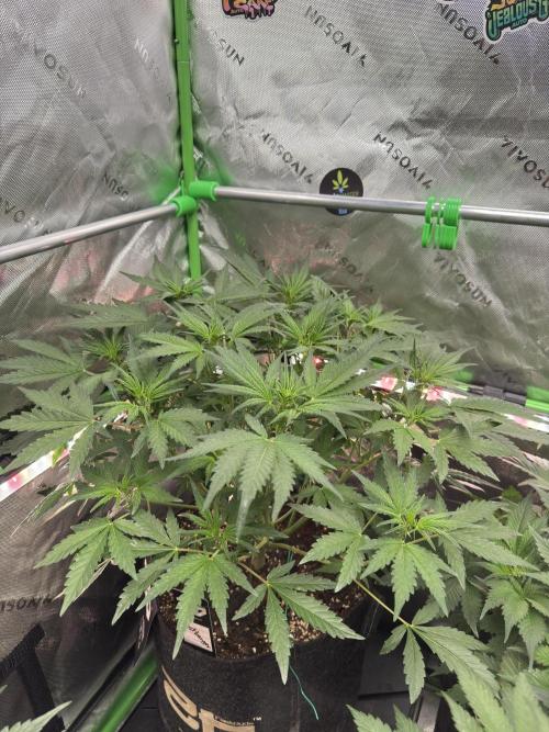 Frostbanger ❄️👊🏾. Week 5