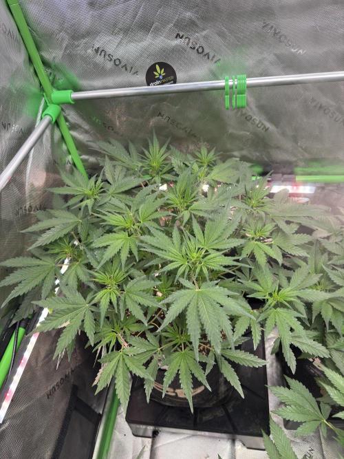 Frostbanger ❄️👊🏾. Week 5