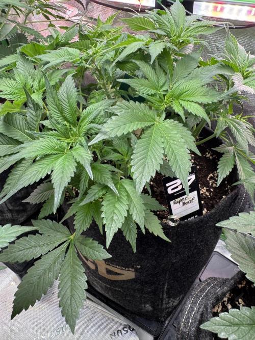 Super Boof 420 💥. Week 5