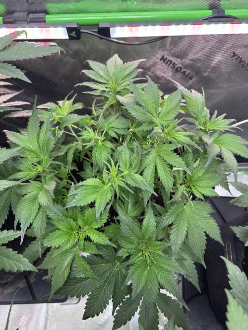 Super Boof 420 💥. Week 5