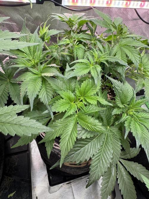 Super Boof 420 💥. Week 5