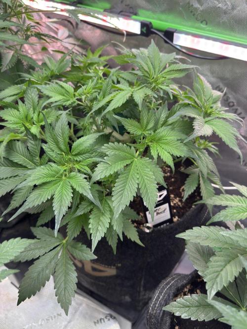 Super Boof 420 💥. Week 5