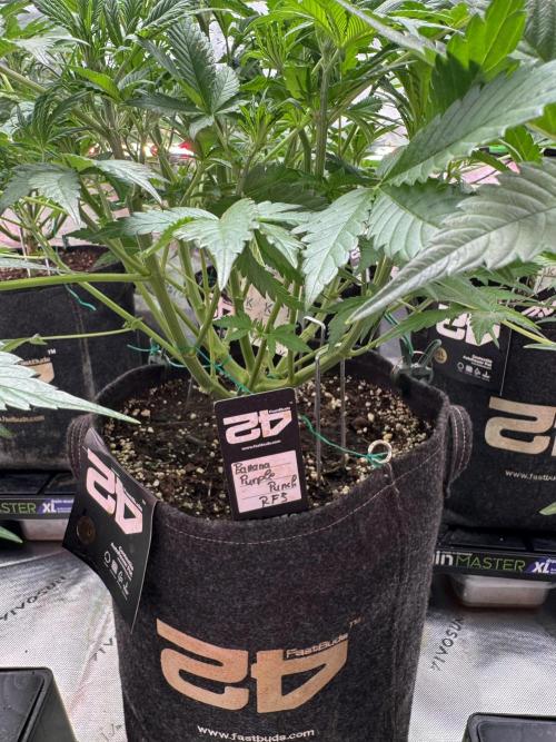 BananaPurplePunchRF3🍌💜👊🏾. Week 5