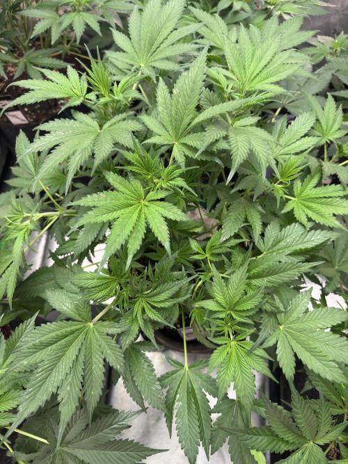 BananaPurplePunchRF3🍌💜👊🏾. Week 5